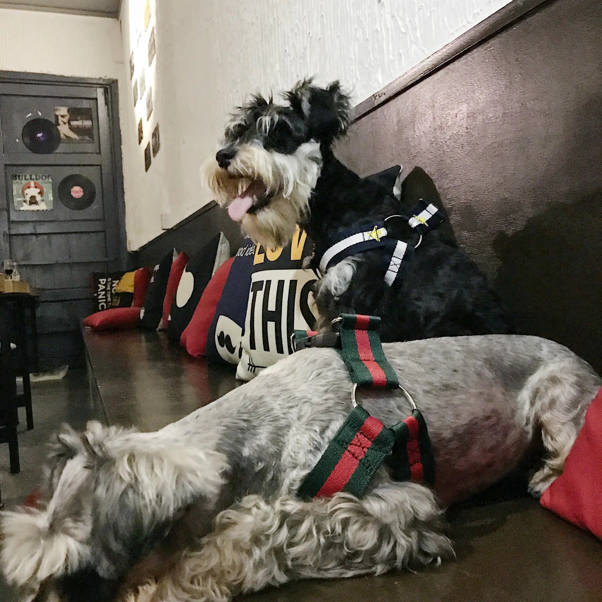 Trendy Pet Harness and Leash for Dogs of All Sizes